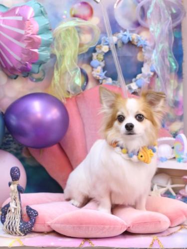 20240828ちゃむくん